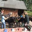 Kinder und Besitzerin beim Eselversorgen