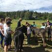 Kinder und Esel auf der Wiese